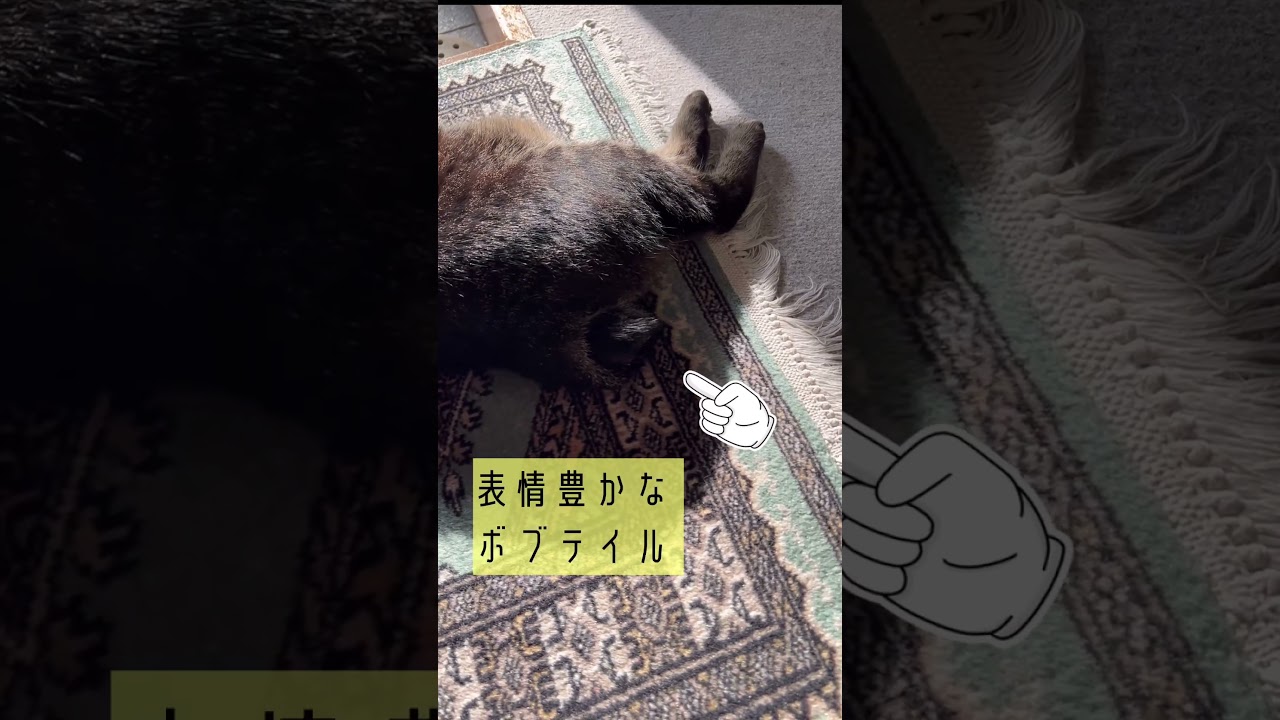 輝くボブテイル