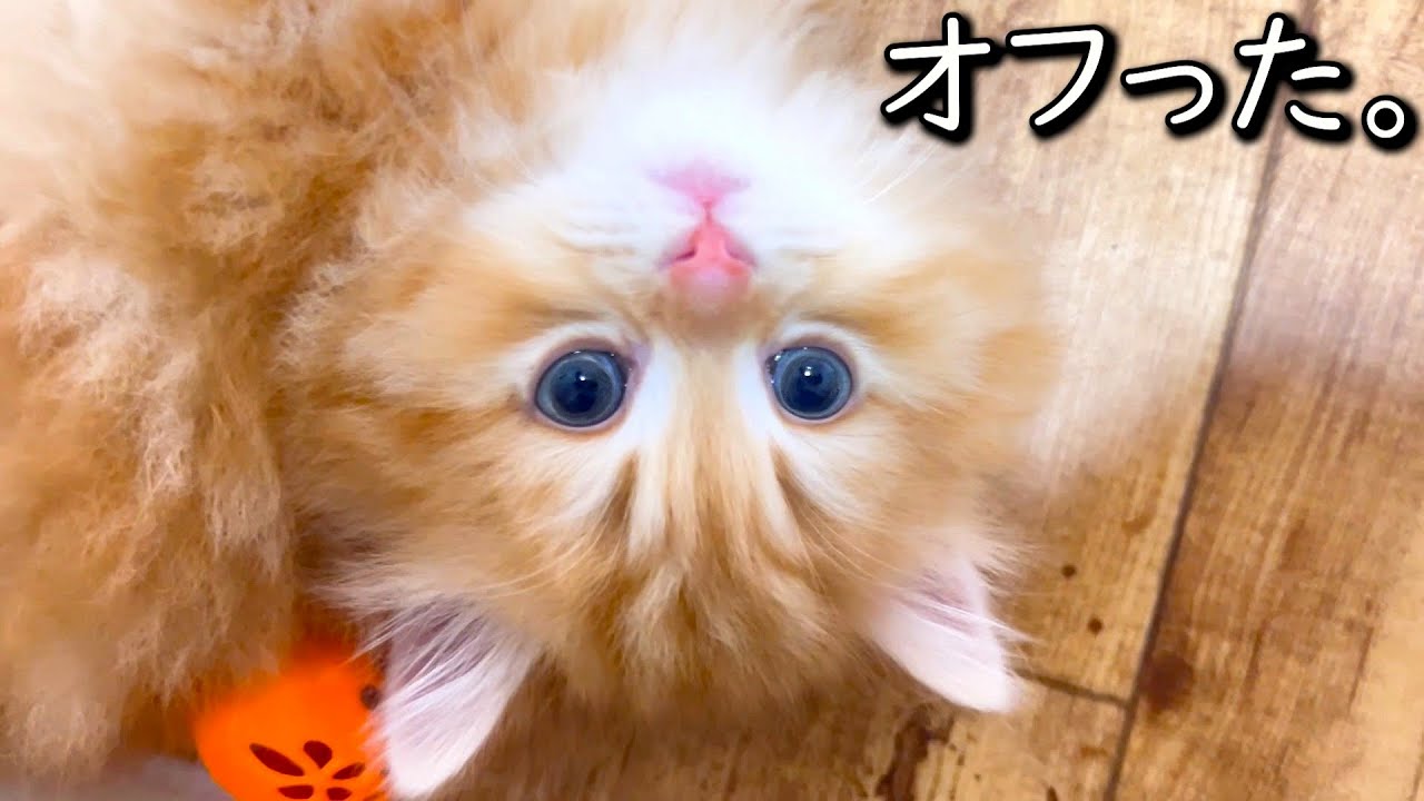 【ミヌエットの子猫】もう完全にオフってやる気なしのケビンくんの件 ∼猫のいる生活Vol.749~ 出産動画 マンチカン短足・ミヌエット・ペルシャ猫専門ブリーダー『ペット蔵人』【子猫の成長記録】