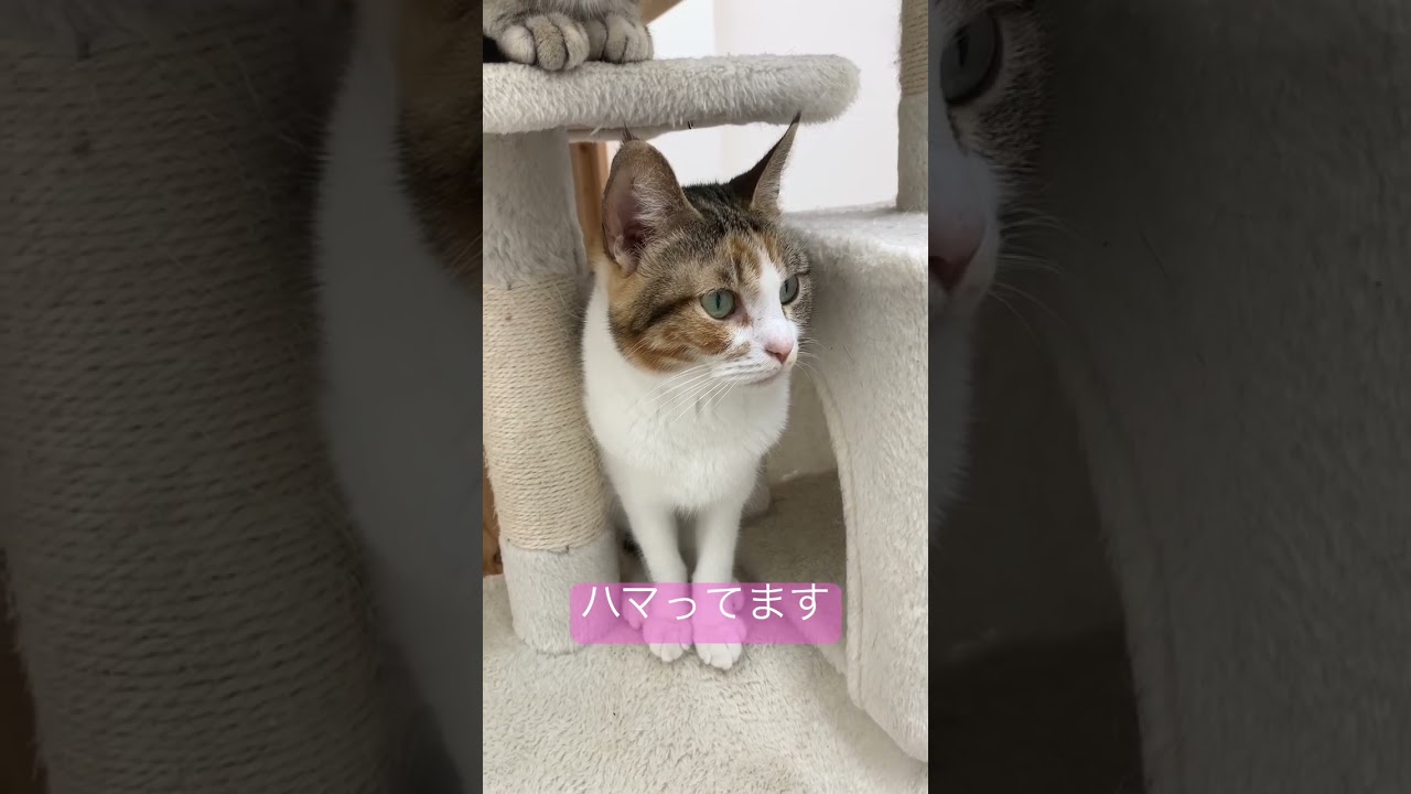 ここがいいな #猫 #もみじ #ラムキン #猫好きさんと繋がりたい #ねこ動画 #ねこ部 #猫のいる暮らし #ねこかわいい #にゃんこ #癒され猫動画 #ペットモデル大募集 #shorts