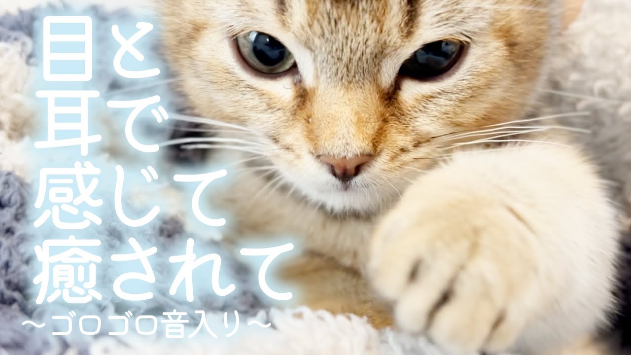 子猫のゴロゴロをお聴きください【マンチカン】そらの成長記録