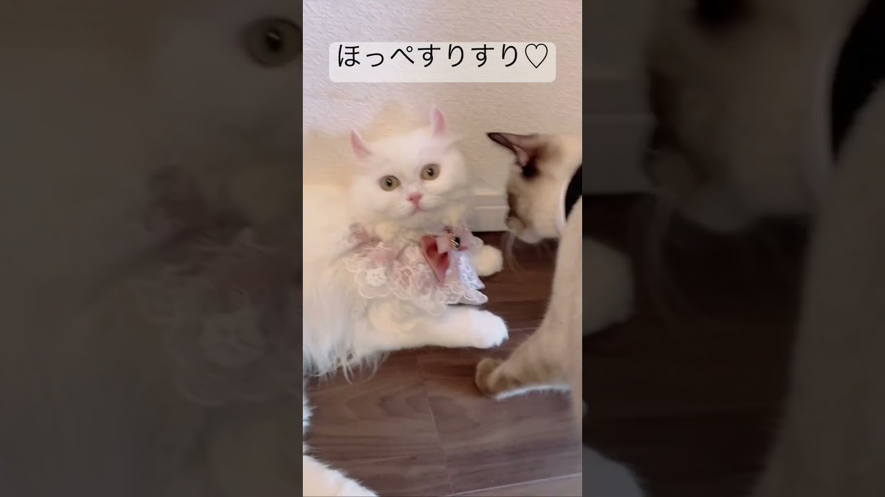 イチャイチャする猫part2 #cat #catcute #ねこのいる生活 #アメリカンカール ♯シャム猫#保護猫