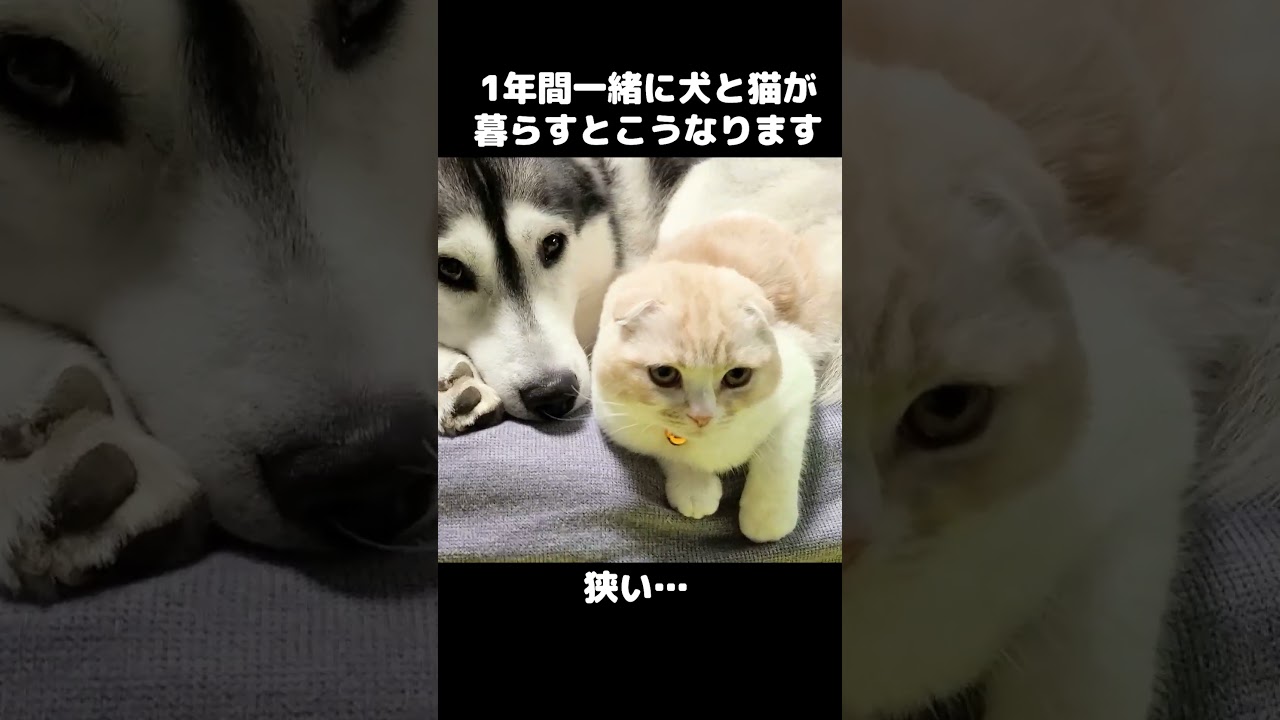 ハスキー犬が育てた猫が1年後こうなりました...#shorts