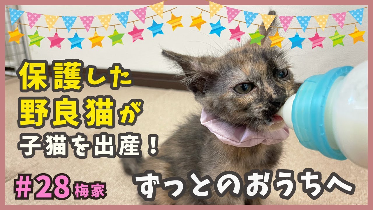 保護した野良猫が生んだ子猫。天然で可愛い長女がずっとのおうちへ✨【子猫の誕生から成長まで・梅家28】kitten