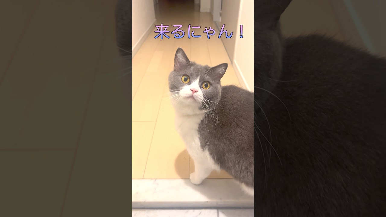【お出迎え猫】275日目🐯「ブリ犬ちゃうで♡」#お出迎え猫　#お出迎えニャンコシリーズ