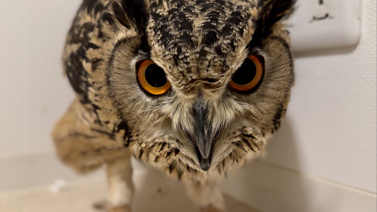 #796 ヒョホるフクロウ Peeping Owl【ベンガルワシミミズク】