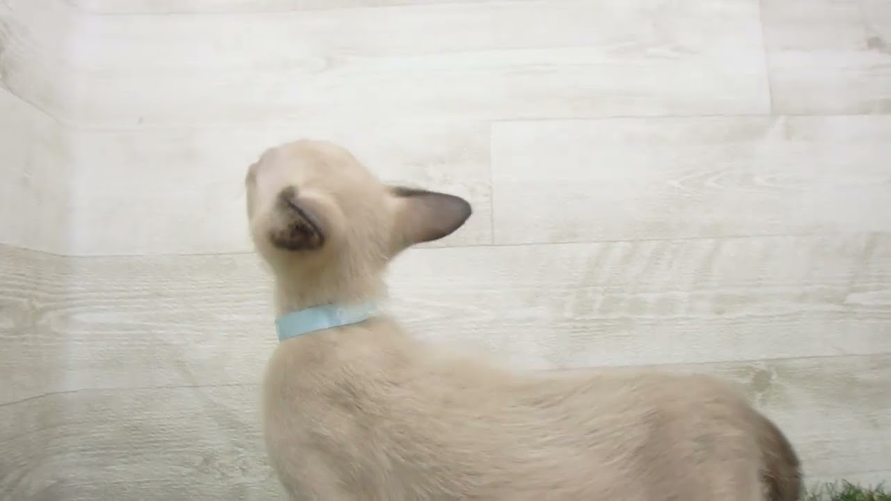 Coo&RIKU　No00638796 トンキニーズ