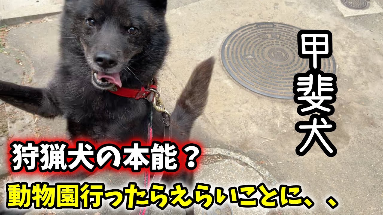 甲斐犬（狩猟犬種）を動物園に連れて行ったらこうなった