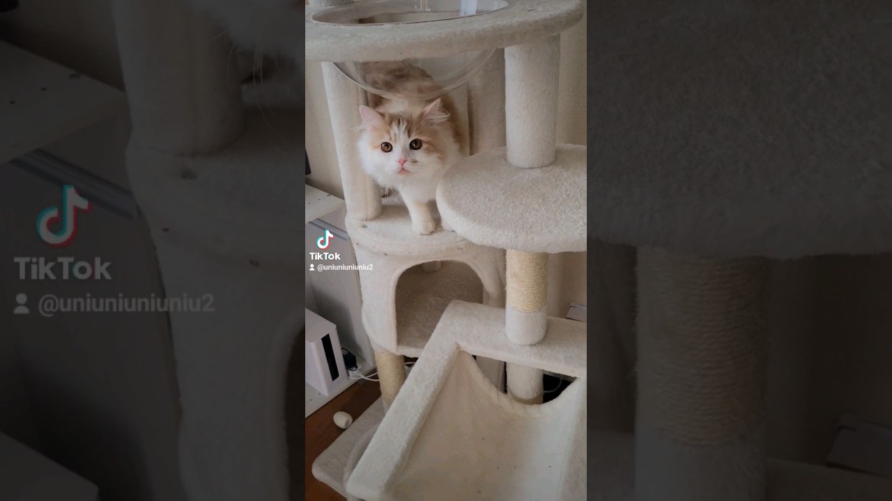 何か言いたげな子猫 #ラガマフィン #猫動画 #cat #子猫 #shorts