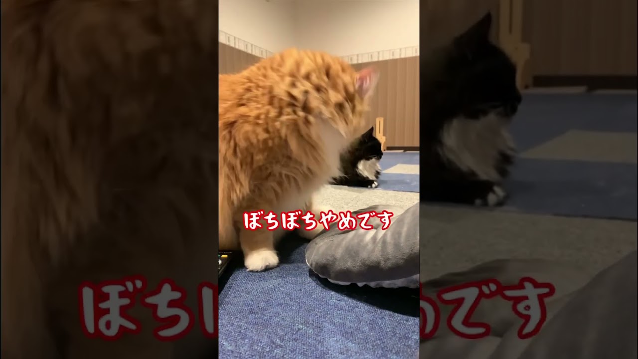 大きなお手々でふみふみ【メインクーン】 #cat #猫動画可愛い #茶トラ