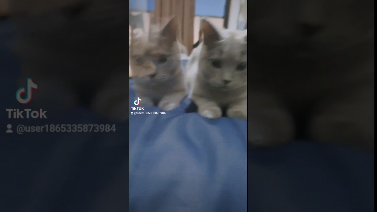 分身が下手くそな猫のシャルトリュー（ Chartreux, a cat with a alter ego）