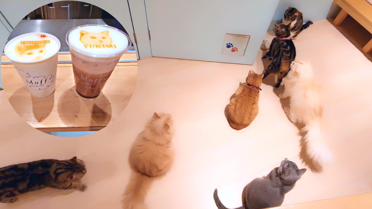 【 猫カフェ Moff 】ラテアート☕ スコティッシュフォールド・マンチカン・ミヌエット・アメリカンショートヘアー etc.