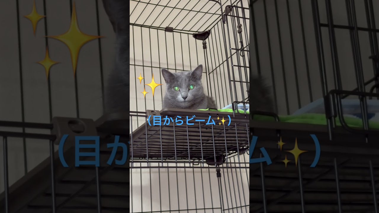 目からビーム！な猫（ロシアンブルー）#shorts
