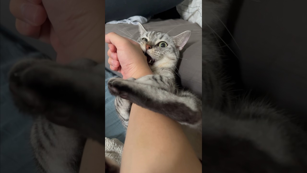 【猫動画】これは遅刻の言い訳になりますか？笑 #shorts