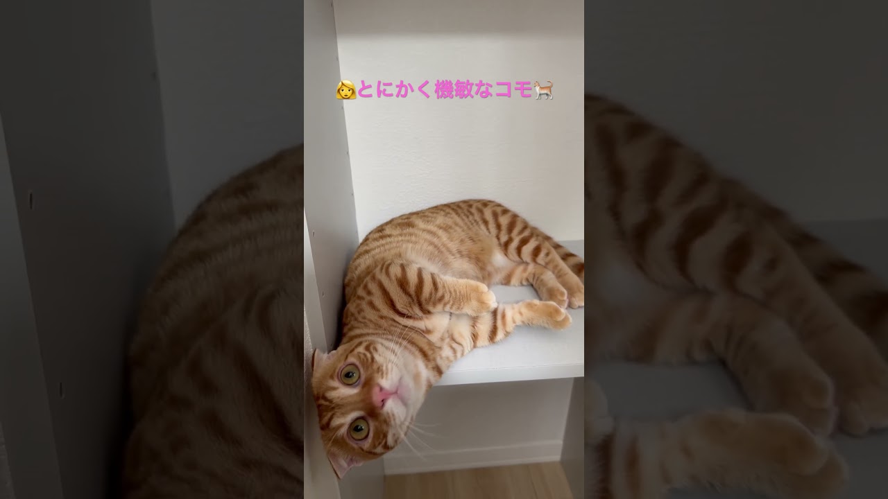 反応良すぎるコモ🐈 #キンカロー #猫 #cat #子猫 #猫のいる暮らし #catlover #고양이 #catlovers #catvideo #catvideos