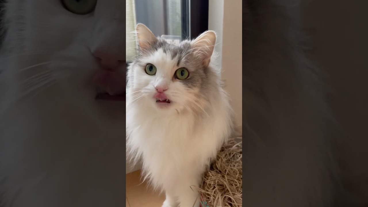 私の推しの子です #サイベリアン  #推しの子 #ねこ ＃推し活