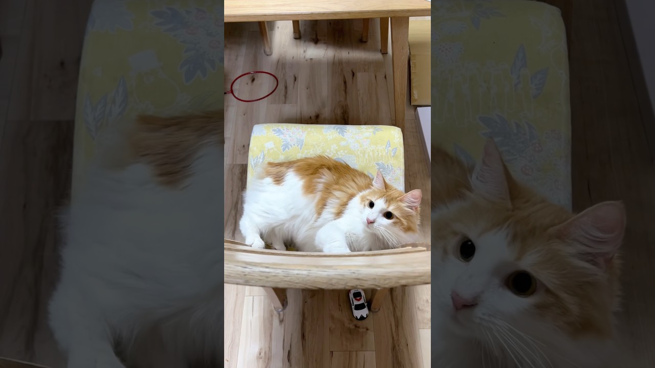 はしゃいじゃった猫#shorts 【マリー（メインクーン）】