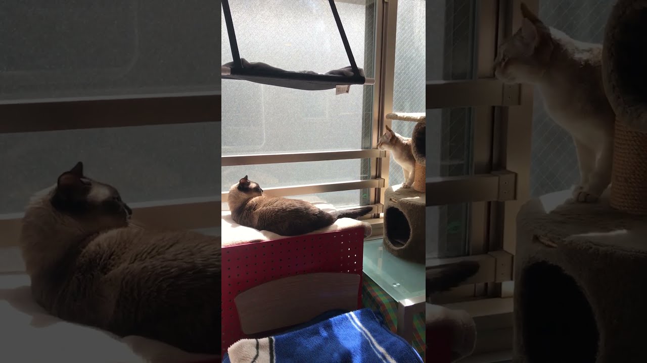 のそのそ鈍くさくタワーによじ登るシンガプーラと見守るたぬき猫なのにゃ♪