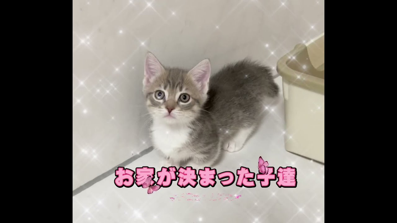 お家が決まった子猫ちゃん特集🩷 【お問合せ詳細は説明欄に記載あります】  #マンチカン #子猫 #ブリーダー直販 #猫 #猫のいる暮らし #ミヌエット #子猫販売 #ラパーマ #スクーカム #猫動画