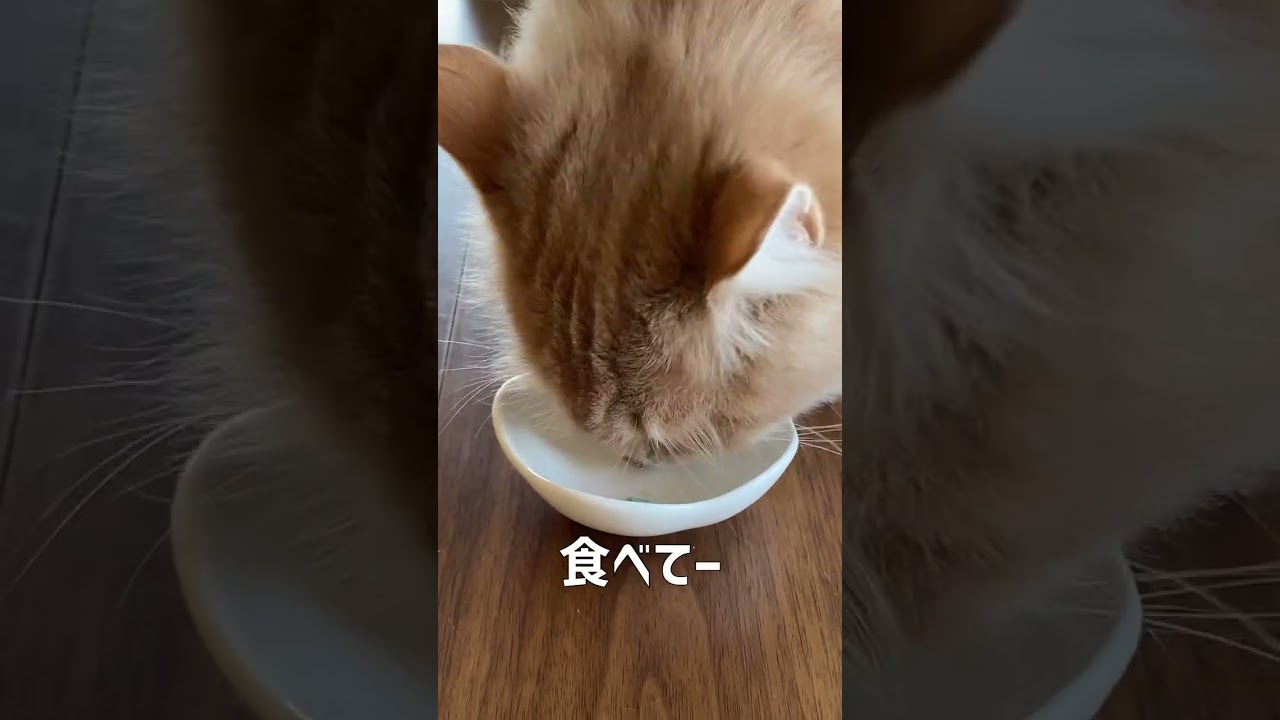 【胃腸炎】子猫が薬を食べません。【サイベリアン】 #shorts
