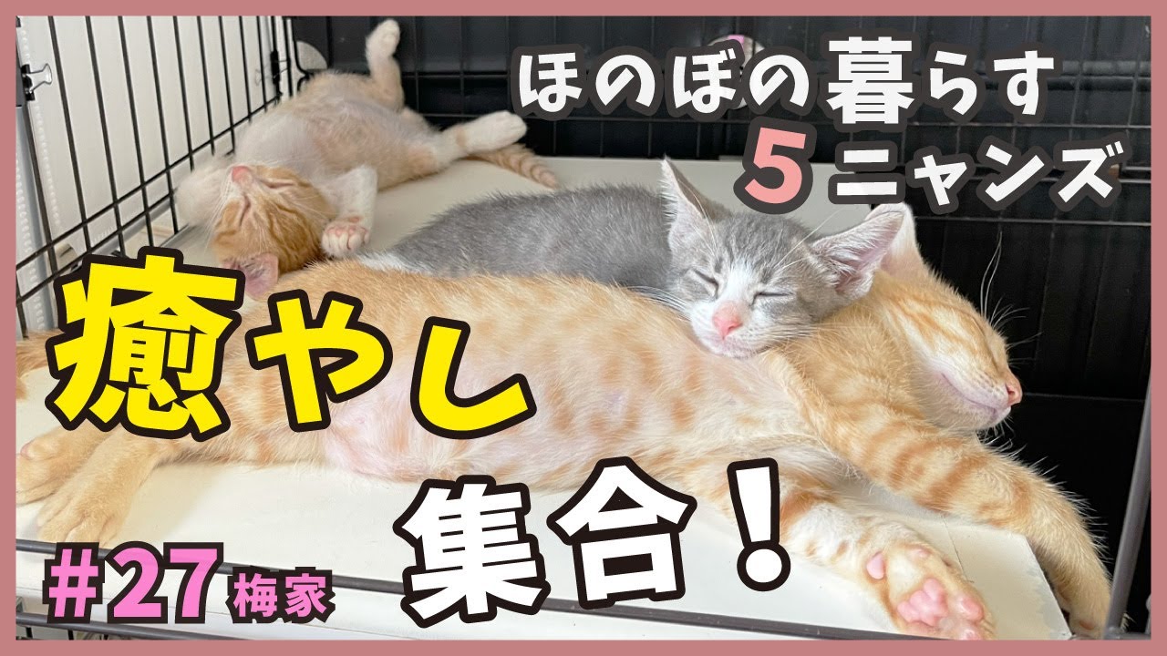 可愛い集合！野良猫が生んだ生後２ヶ月子猫のほのぼのニャンコ生活は癒やしがいっぱい。【子猫の誕生から成長まで・梅家27】kitten