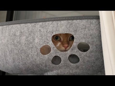 窓ハンモックでお昼寝するデボンレックス猫(Devon Rex cat taking a nap in the hammock）