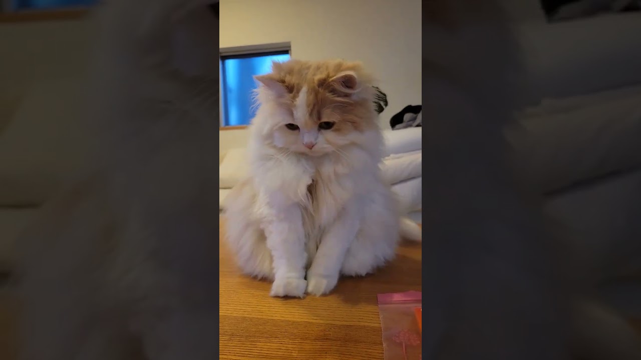 【スコティッシュフォールド】