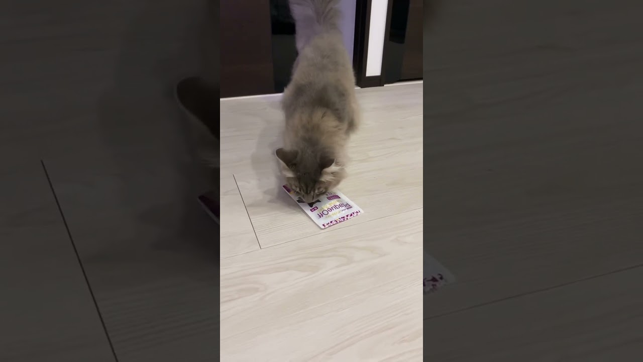 おやつを投げると出現する猫 #サイベリアン #ねこ動画 #cat #shorts