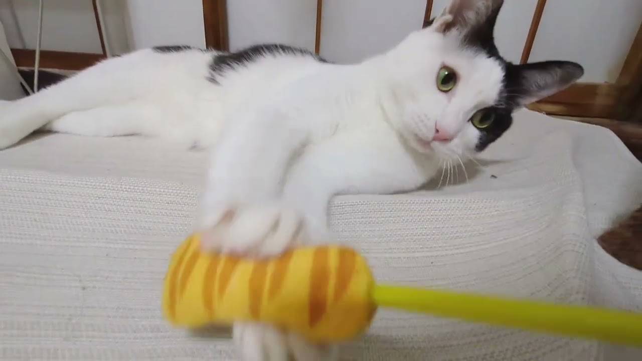 ペットとの引っ越しはペットも大変