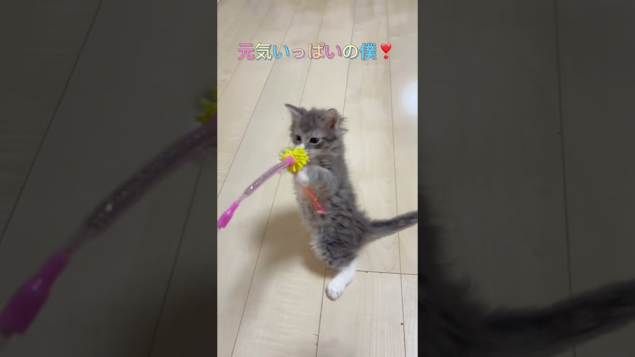 やんちゃなラパーマちゃん🩷 【お問合せ詳細は説明欄に記載あります】  #マンチカン #子猫 #ブリーダー直販 #猫 #猫のいる暮らし #ミヌエット #子猫販売 #ラパーマ #スクーカム #猫動画