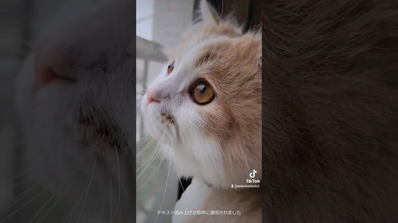 朝から天使過ぎる子猫 #ラガマフィン #猫動画 #cat #子猫 #サマーカット