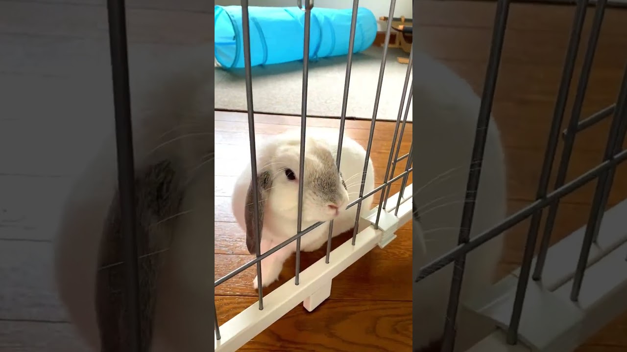 うさぎに甘える猫/A cat spoiled by a rabbit #shorts
