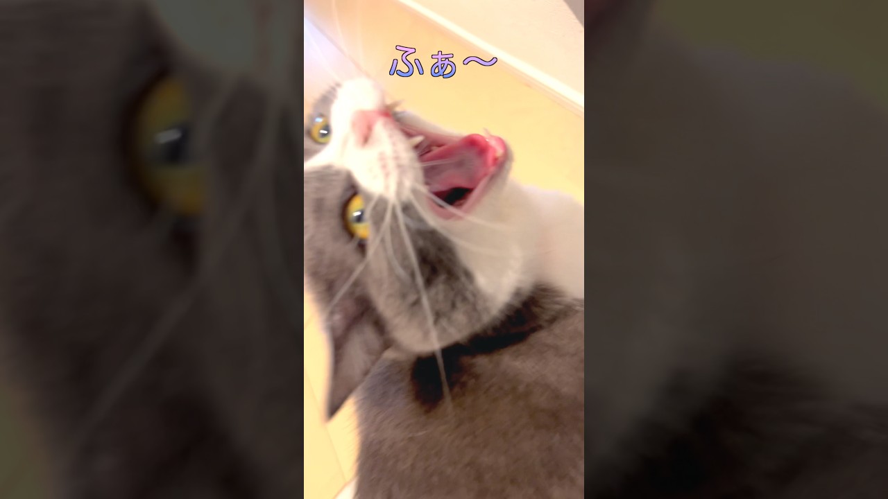 【お出迎え猫】277日目🐯「ふぁ〜⭐︎」#お出迎え猫