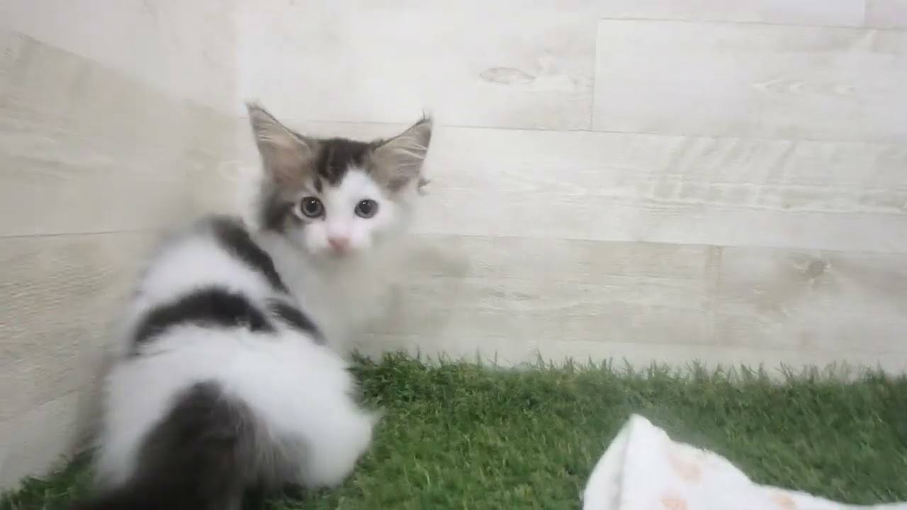 Coo&RIKU　No00638665 ノルウェージャン・フォレストキャット