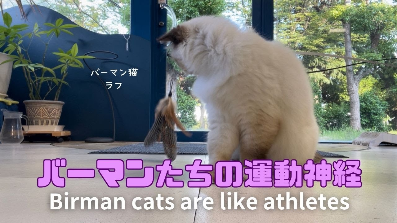 バーマン猫ミカとラフとウリ【バーマンたちの運動神経】Birman cats are like athletes（バーマン猫）Birman/Cat