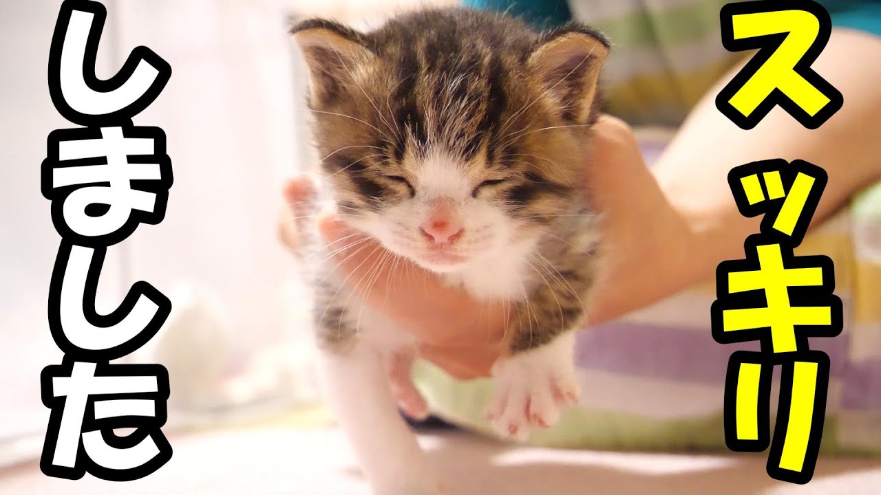【ひとりぼちだった子猫】あんなに鳴いていた子猫がすっかりおとなしくなる【赤ちゃん猫　保護猫】