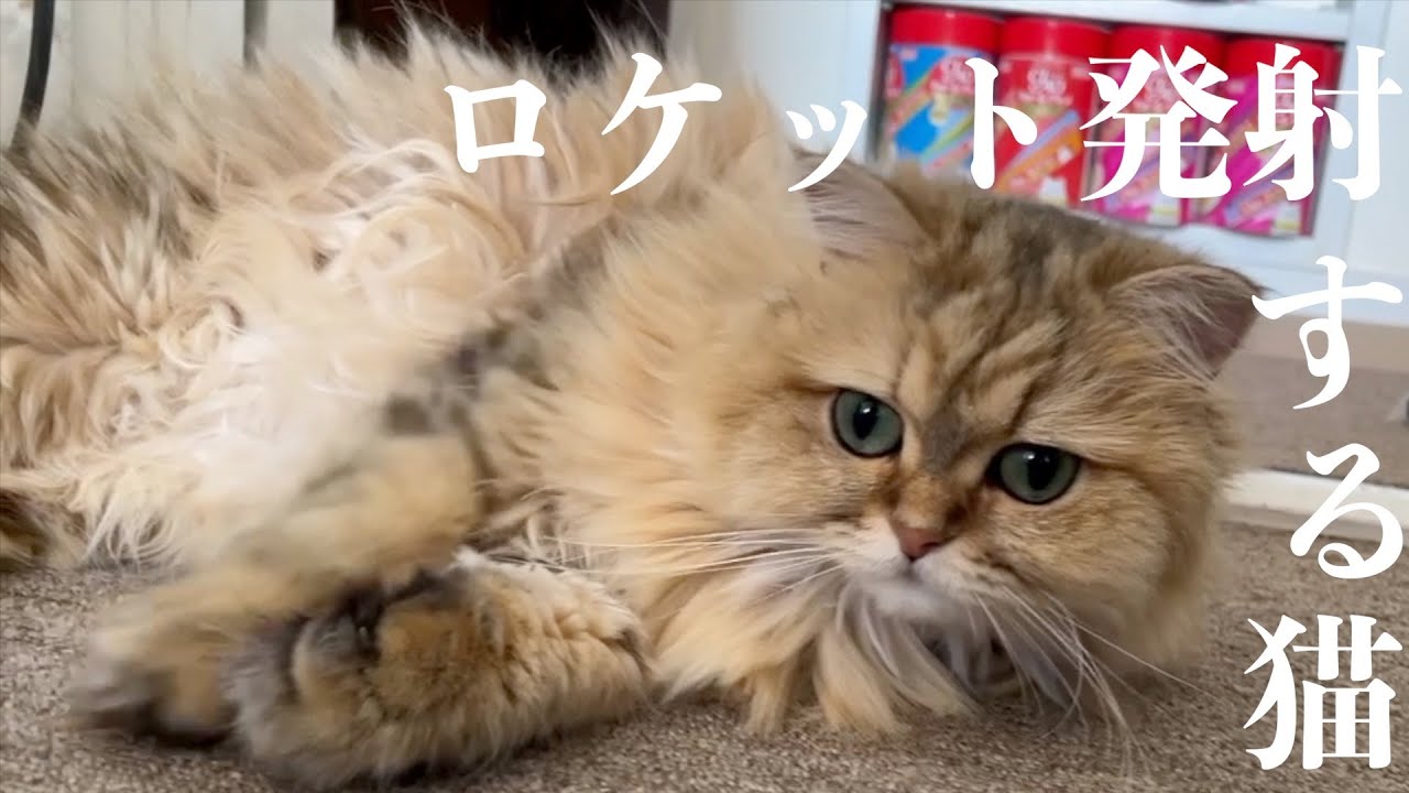 【ペルシャ猫】元気すぎるチンチラゴールデンのマリーちゃん‼️ぎんちゃんもびっくり‼️落ちそうな猫に毛繕いしてる場合じゃないにゃー‼️