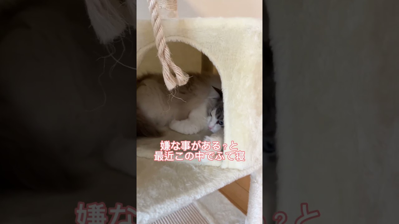 猫が消えたと思ったら‥#ラグドール #猫 #キャットタワー