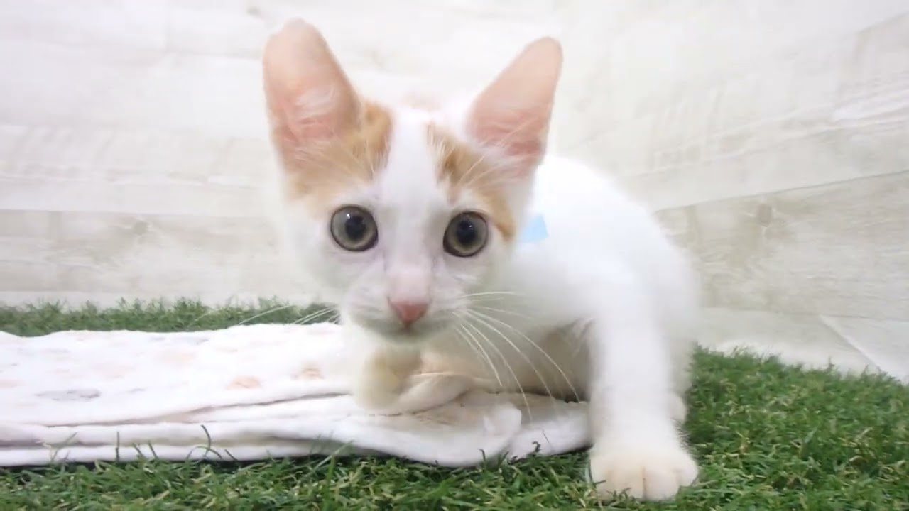 Coo&RIKU　No00638814 スコティッシュフォールド