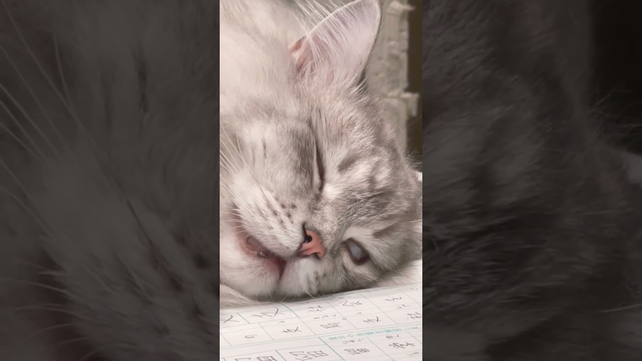 すきぴの寝顔 #cat #サイベリアン #猫 #白目 #ねこ #siberian #ねことの暮らし #癒し #家族 #catlover #cute