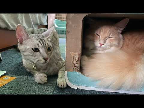 エジプシャンマウとミヌエットの子猫４