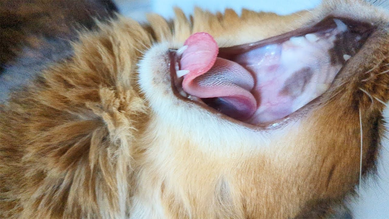 【532日目】撫でるわよ #ソマリ #cat