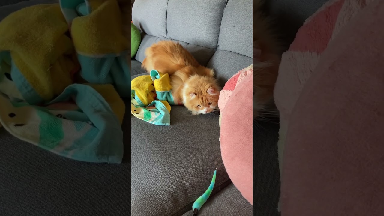 お気に入りのおもちゃが壊れました #shorts  #猫 #アメリカンカール #cat