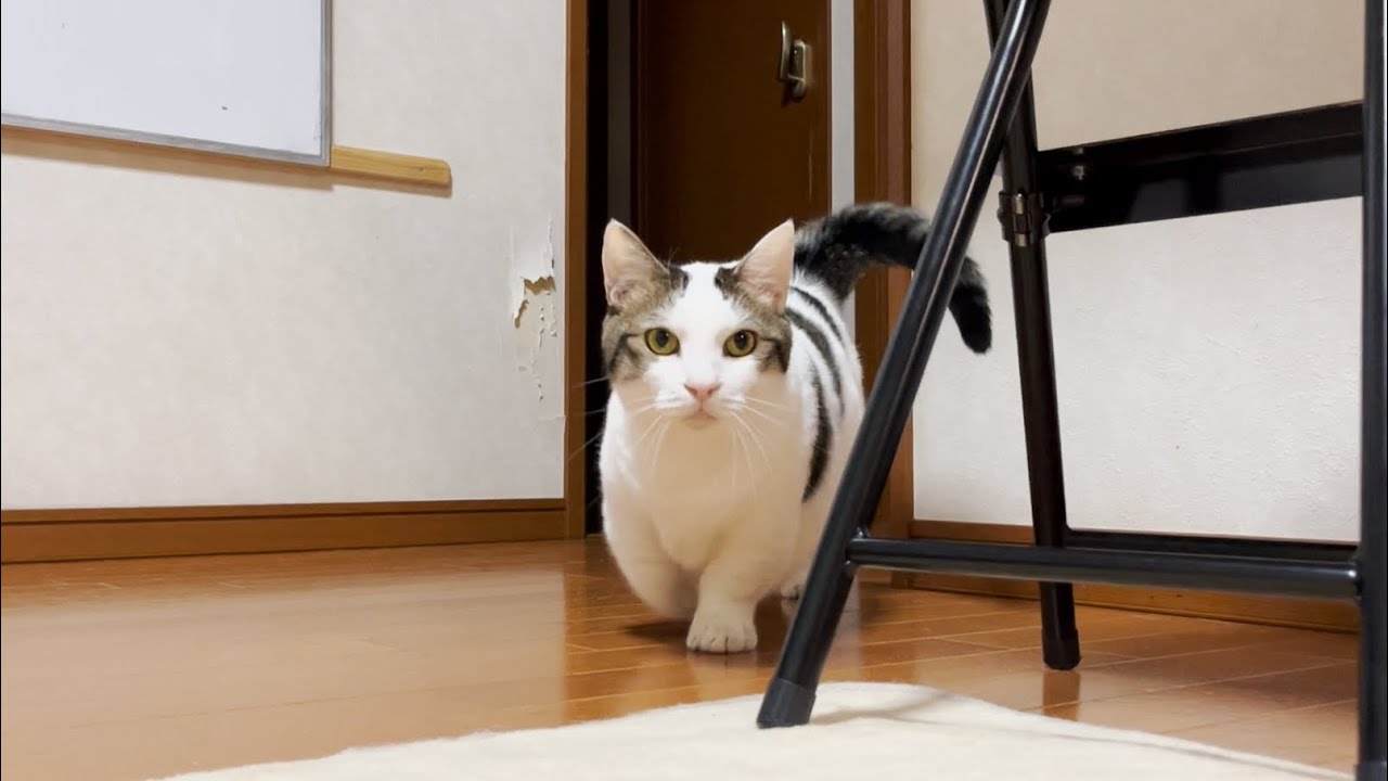 息子とお父さんを交互に愛でる猫