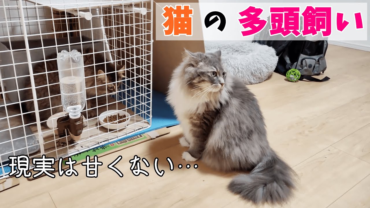【多頭飼いのリアル】新入り猫がやってきて約一か月。先住猫に懸念していた心配事が発生中です…。【サイベリアンのラフィ#229】