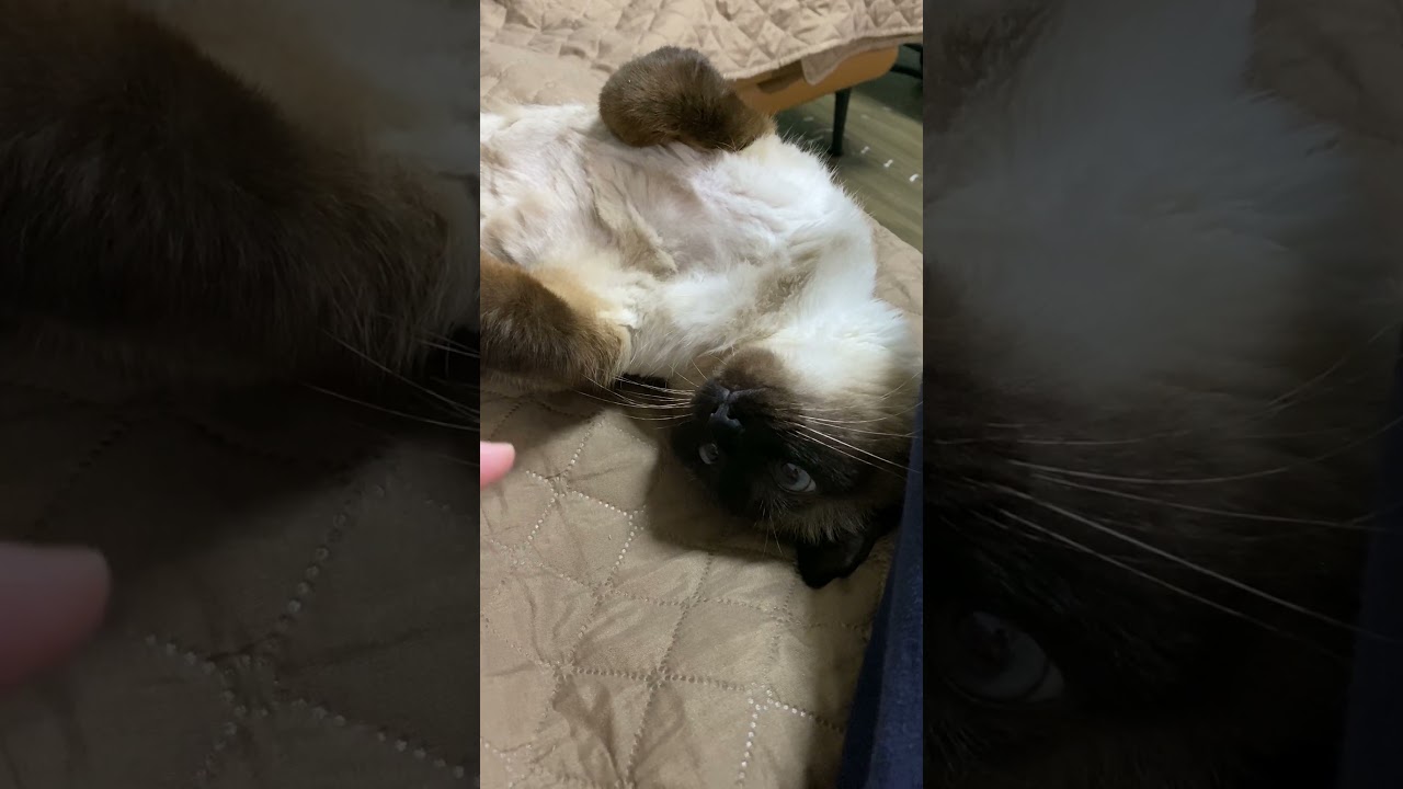 【2023.05.31】今日のシャム猫のふくさん（音無し）【たぬき猫】 #shorts