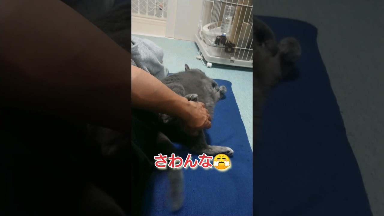 俺様😼     #ロシアンブルー#猫#cat