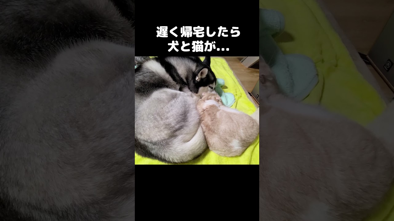 寝ぼけて間違えてしまった猫