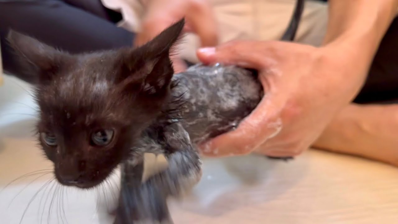 保護した子猫をお風呂に入れたら予想外すぎた【前編】