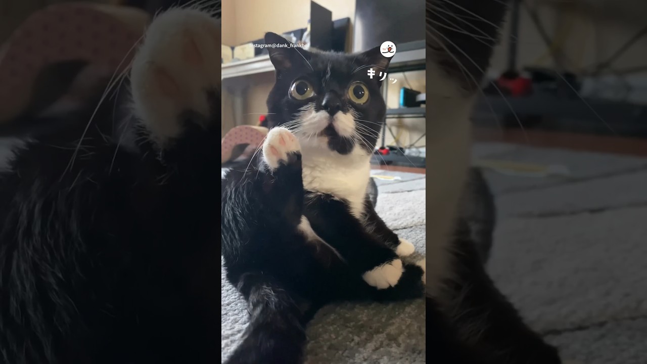 雰囲気があるニャンコ💎 ｜PECO