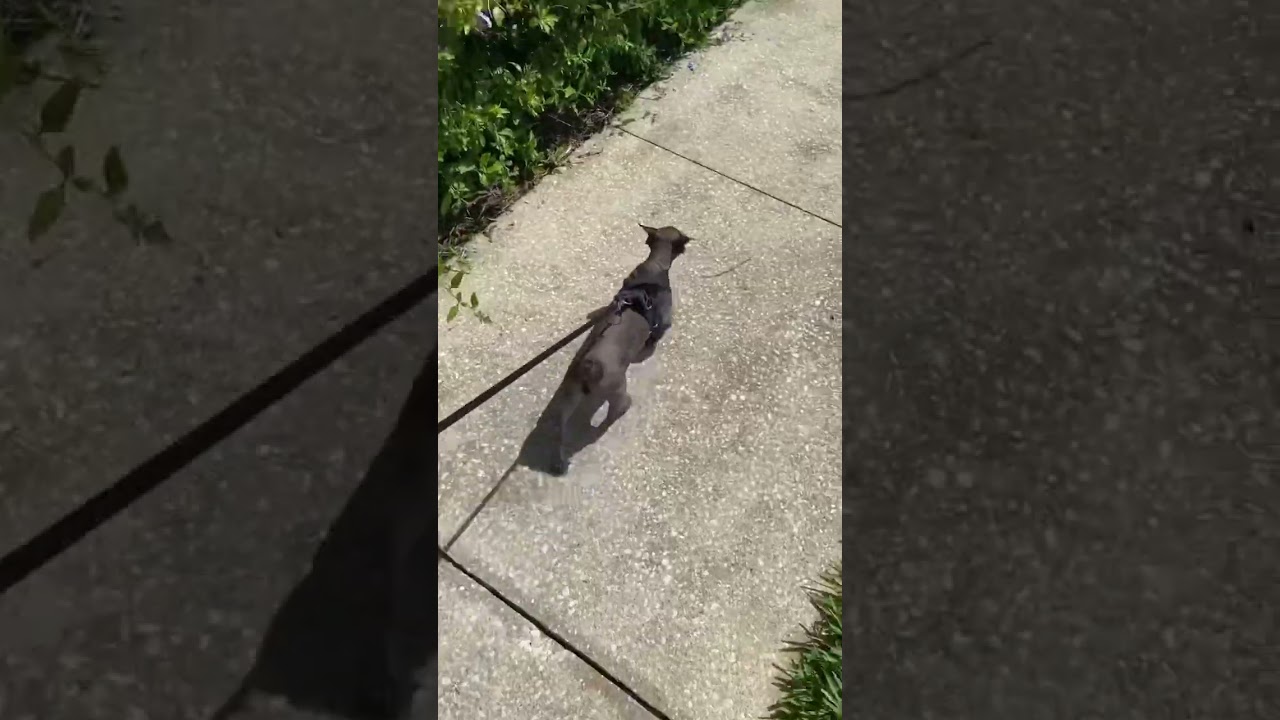 Today’s Stubbin adventures!